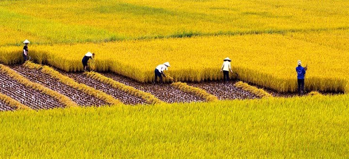 100 role models honored with “Golden field” award - ảnh 1